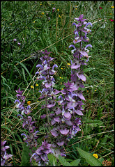 Salvia sclarea