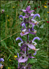 Salvia sclarea (2)