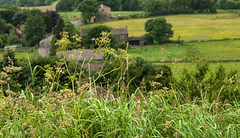 Yorkshire fields