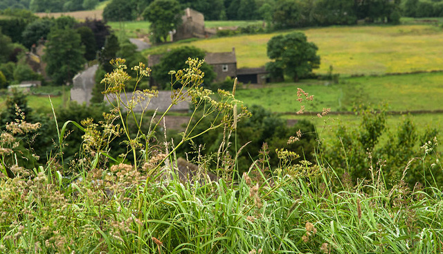 Yorkshire fields