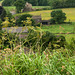 Yorkshire fields