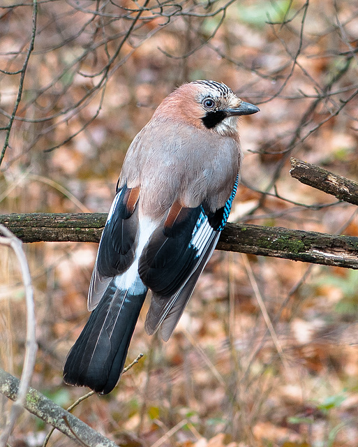 Eichelhäher, Garrulus glandarius - 2013-03-08-_ DSC4559