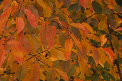 Evans Cherry Leaves