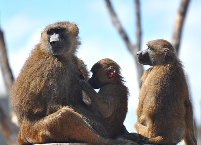 ZOO de VINCENNES