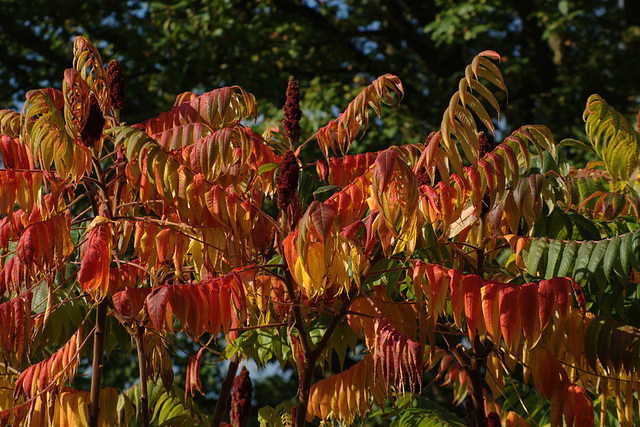 Autumn