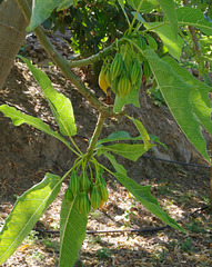 Oak-leaved Papaya