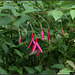 Fuchsia magellanica "Riccartonii"