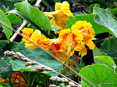 Wild Nasturtiums