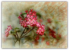 Groseiller à fleur