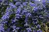 Ceonothus