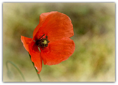 Coquelicot chaud