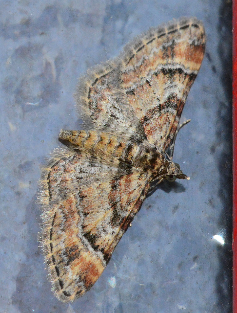 DSC 0018