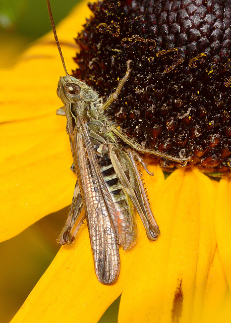 Grasshopper