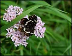 Arachnia levana