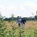 Walking His Cow