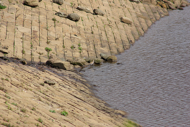 at Hurst Reservoir