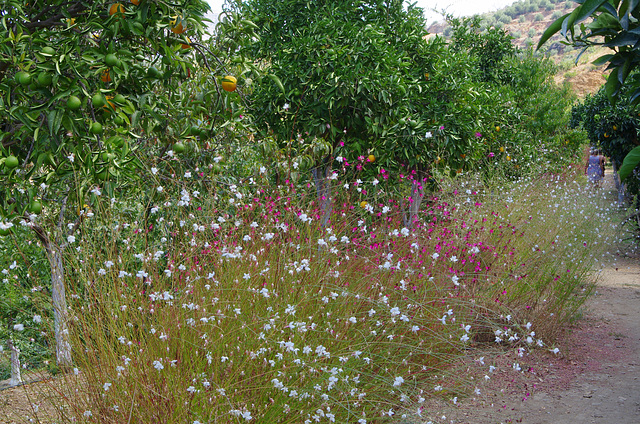 Gaura