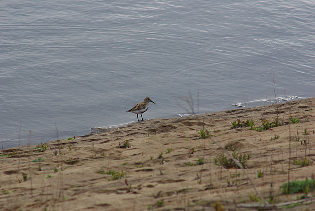 Dunlin at Hurst Reservoir