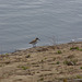 Dunlin at Hurst Reservoir