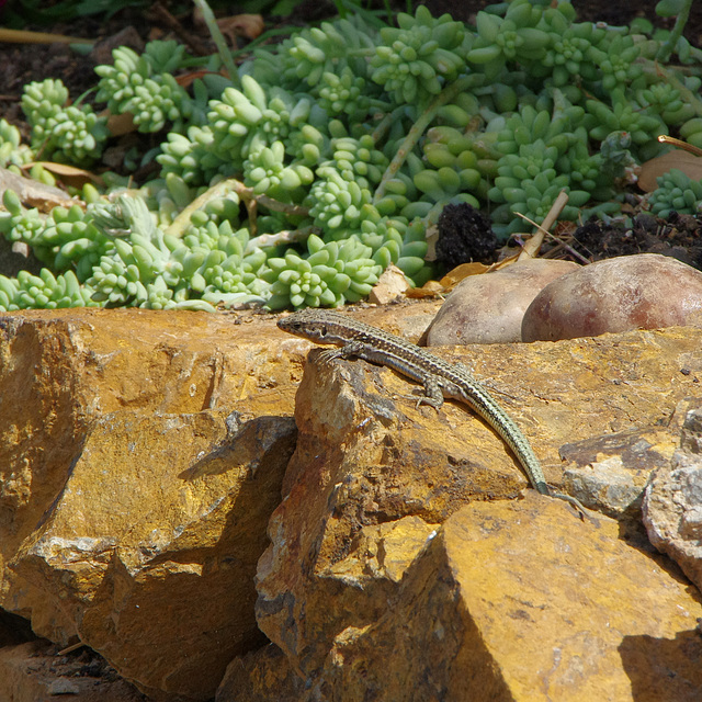 Cretan wall lizard
