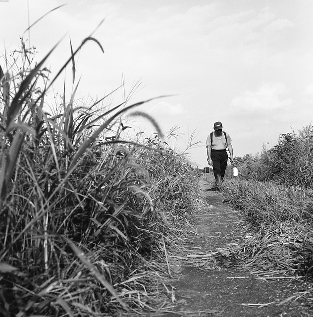 Rice cultivator