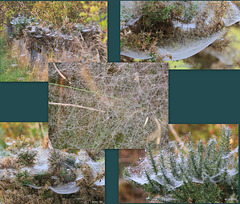 Early morning spiders' webs on every gorse bush lining the path to the woods