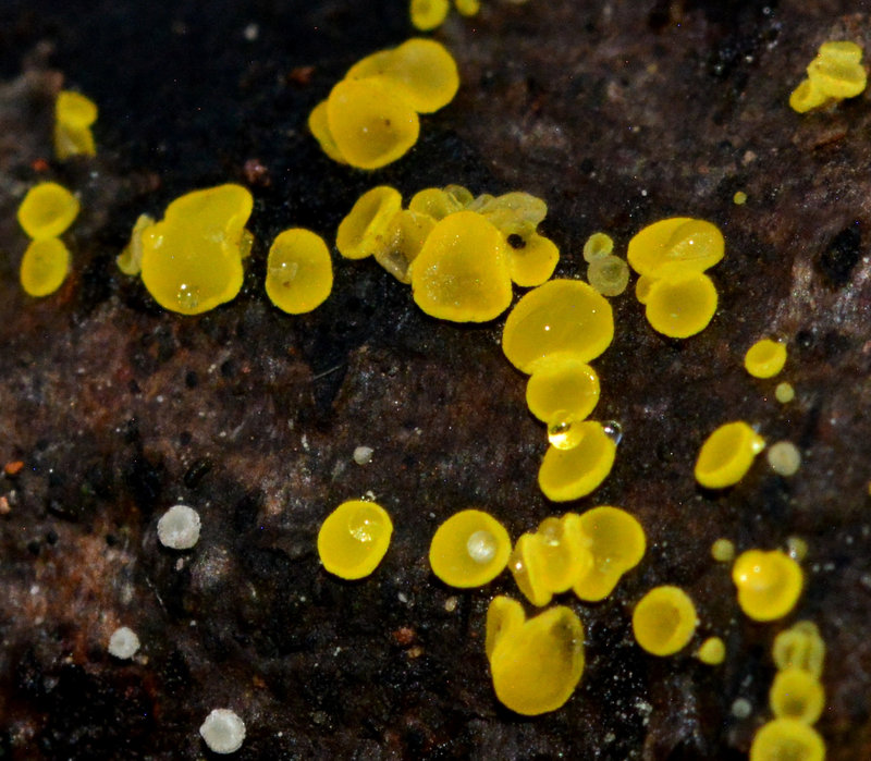Lemon Disco. Bisporella  citrina