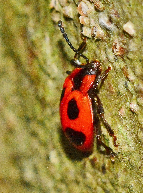 Endomychus Coccineus