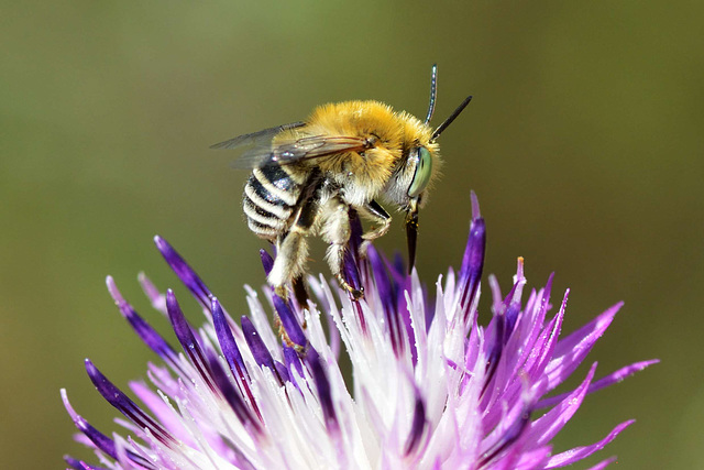 Bee 01 ( Anthophora poss)