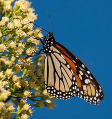 Migrating Monarch