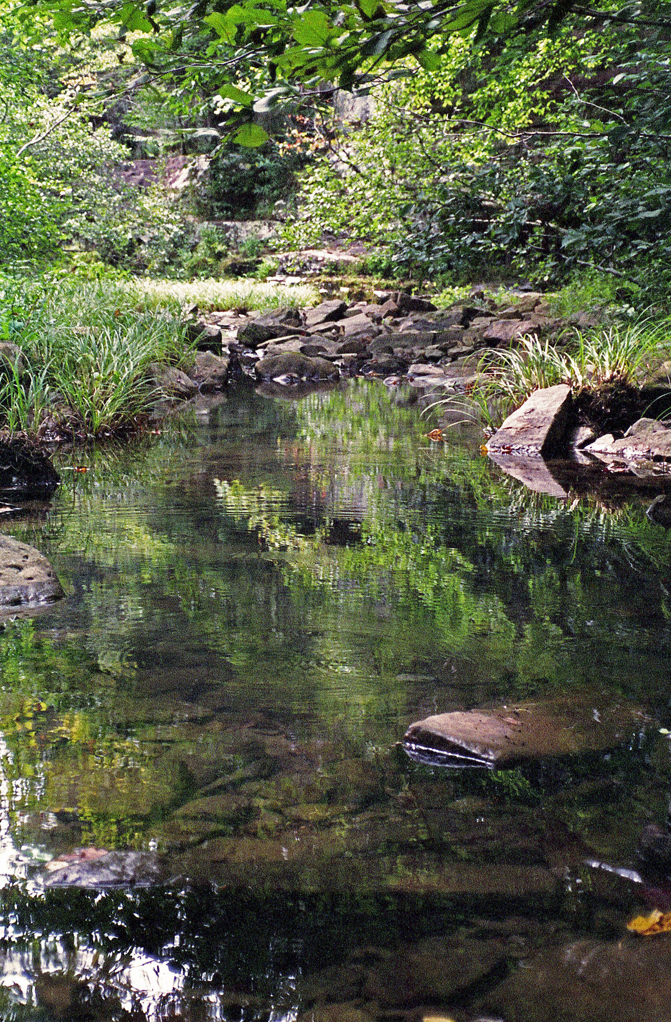 Bell Smith Springs