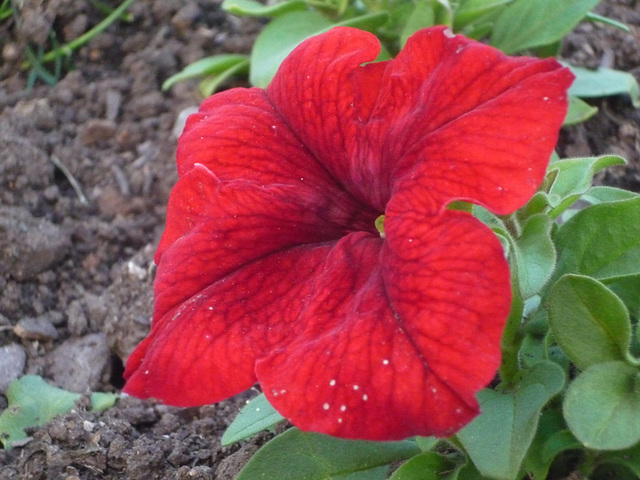 Flor roja texturada