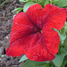 Flor roja texturada