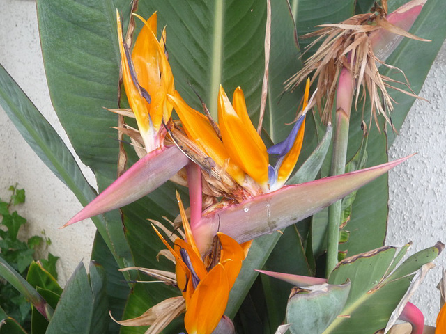 Aves del paraíso