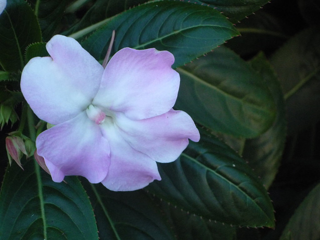 Flor celeste sobre hojas verdes