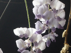 Blancas flores de la pluma
