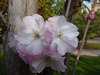 Cerezos en flor