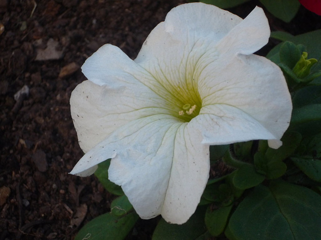 Flor blanca texturada