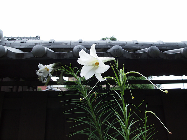 Lilies in the rain