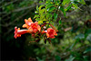 Trumpet Vine