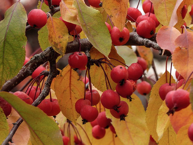 Makamik Crabapple