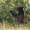 Filling up on berries before winter