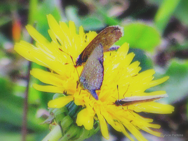 Dandelion With Butterflies