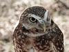 Burrowing Owl