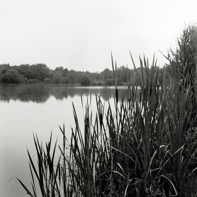 Au bord de l'étang des Vingtaines à Oulins - Eure-et-Loir