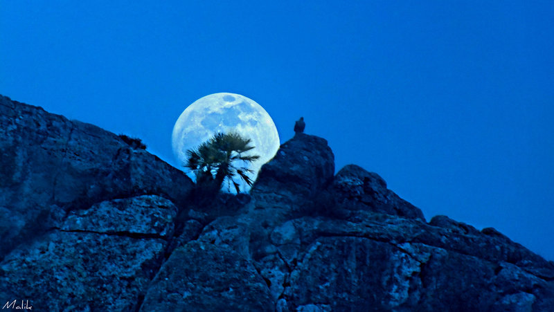 Photo de Malik.
