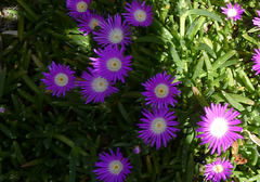 australian succulent daisies