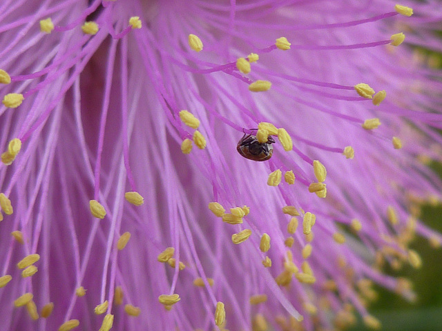 Melaleuca nematophylla