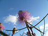 Melaleuca nematophylla