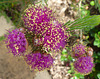 Western Australian melaleuca